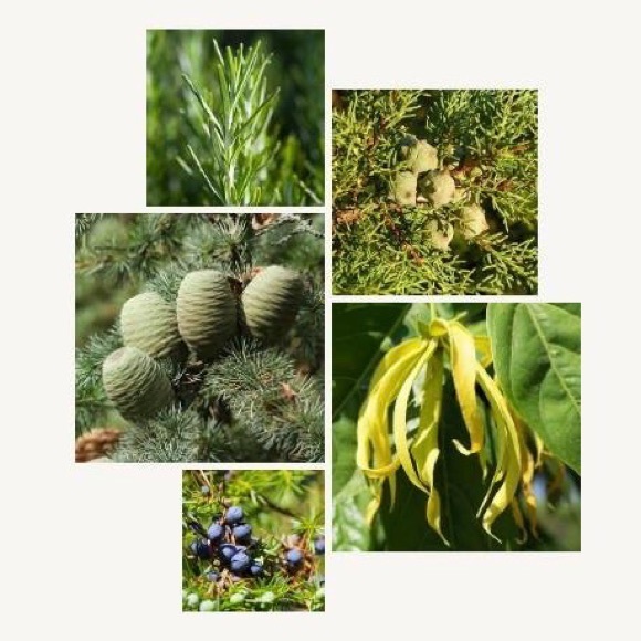 3/$15- ✨L'Occitane Shampoo with 5 Essential Oils 35ml - Picture 4 of 5